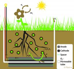 Plant Microbial Fuel Cell