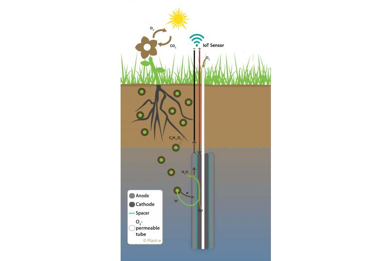 energy green biology plant microbial fuel cell